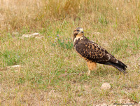 Swainson's Hawk--juvenile (Buteo swainsoni)