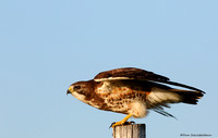 Red-tailed Hawk  (Buteo jamaicensis)