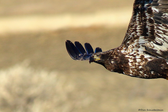 Bald Eagle (immature) (Haliaeetus leucocephalus)