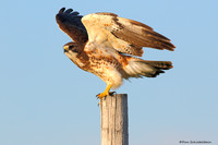 Red-tailed Hawk  (Buteo jamaicensis)
