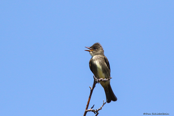 Olive-sided Flycatcher  (Contopus cooperi)