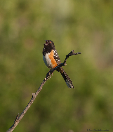 Spotted Towhee (Piplo maculatus)