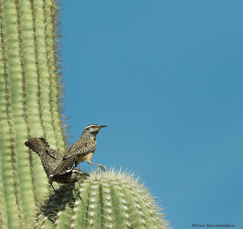 Cactus Wrens (Campylorhynchus brunneicapilus)