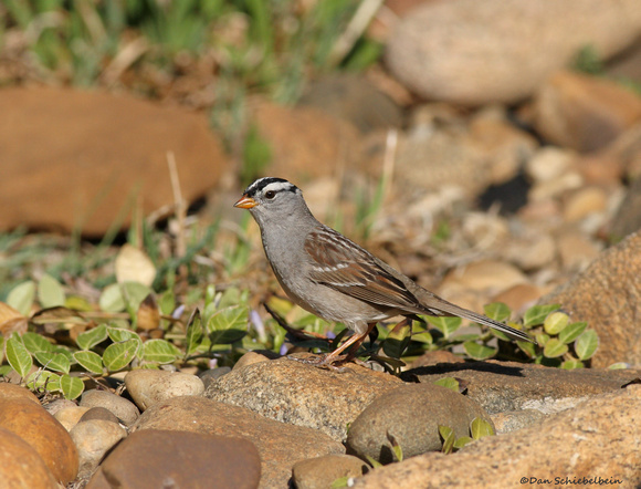 White-crowned Sparrow (Zonotrichia leocophrys)