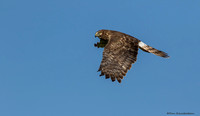 Northern Harrier (female) (Circus cyaneus)
