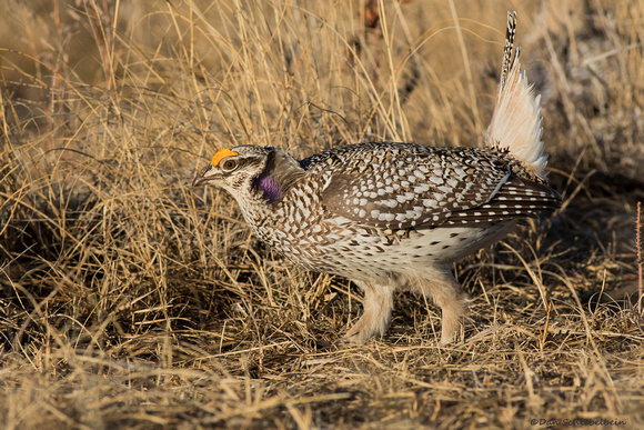 Sharp-tailed Grouse  (Tympanchus phasianellus)