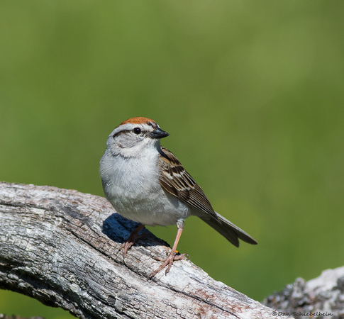 Chipping Sparrow  (Spizella passerina)