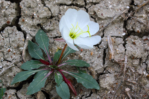 Gumbo Evening Primrose (Oenothera caespitosa)