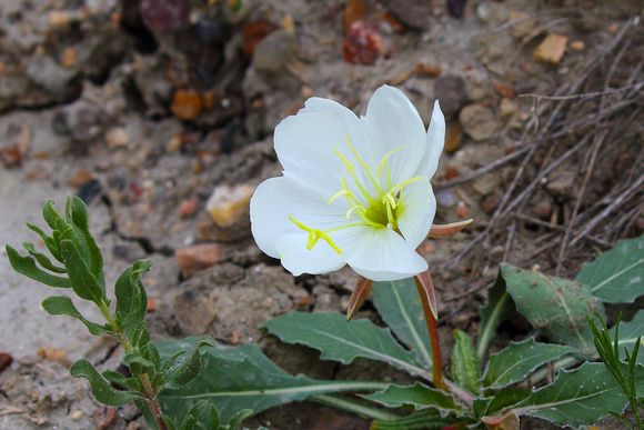 Gumbo Evening Primrose (Oenothera caespitosa)