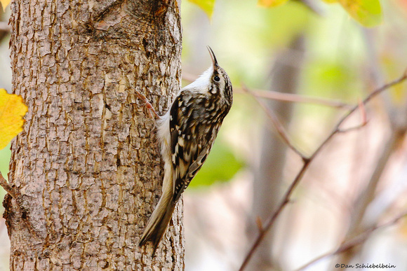 Brown Creeper  (Certhia americana)