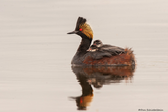 Eared Grebe --with chicks (Podiceps nigricollis)