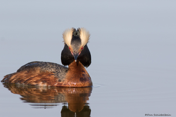 Horned Grebe  (Podicepts auritus)