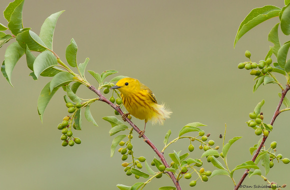 Yellow Warbler (Setophaga petechia)