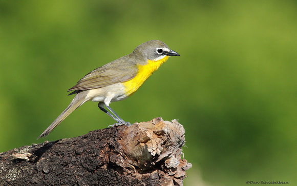Yellow-breasted Chat (Icteris virens)