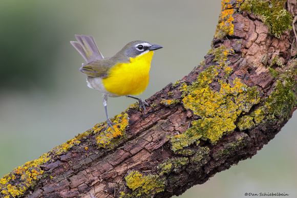 Yellow-breasted Chat (Icteris virens)