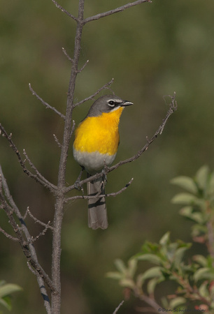 Yellow-breasted Chat (Icteria virens)