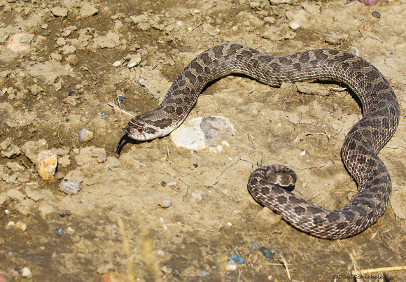 Plains/Western Hognose Snake  (Heterodon nasicus)