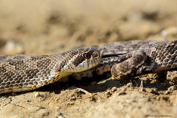 Plains/Western Hognose Snake  (Heterodon nasicus)