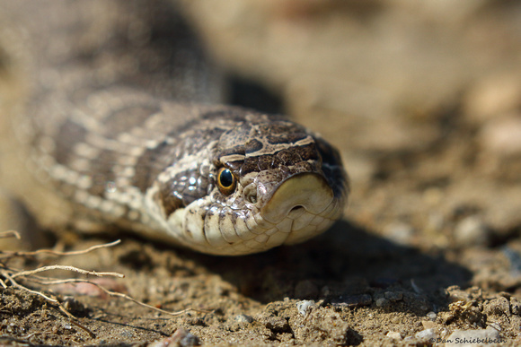 Plains/Western Hognose Snake  (Heterodon nasicus)