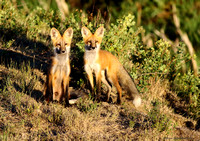 Red Fox  (pups) (Vulpes vulpes)