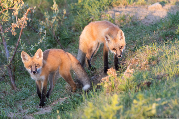 Red Fox  (pups)  (Vulpes vulpes)