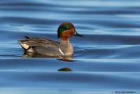 Green-winged Teal  (Anas crecca)