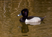 Ring-necked Duck  (Aythya collaris)
