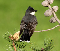Eastern Kingbird (Tyrannus tyrannus)