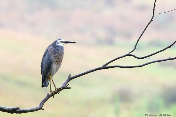 White-faced Heron (Egretta novaehollandiae)