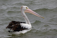 Australian Pelican (Pelecanus conspicillatus)