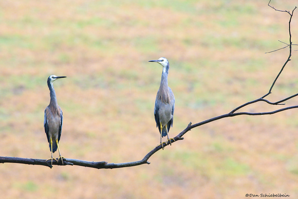 White-faced Heron (Egretta novaehollandiae)