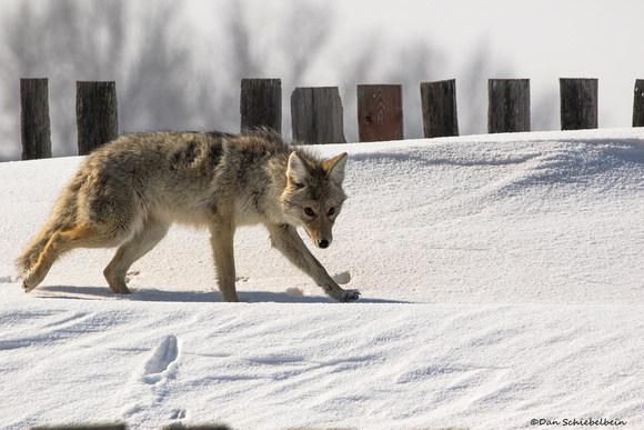 Coyote  (Canis latrans)