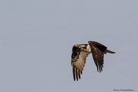 Osprey  (Pandion haliaetus)
