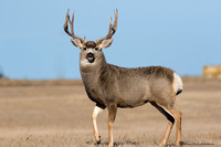 Mule Deer  (Odocoileus hemionus)