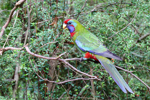 Crimson Rosella (Platycercus elegans)