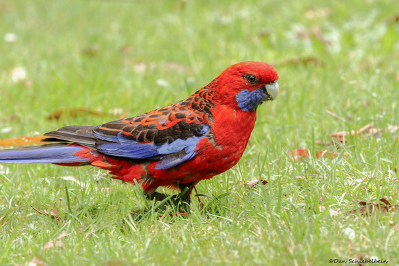 Crimson Rosella (Platycercus elegans)