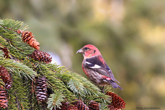White-winged Crossbill -male (Loxia leucoptera)