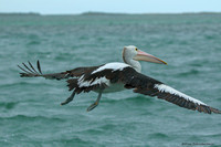 Australian Pelican  (Pelecanus conspicillatus)