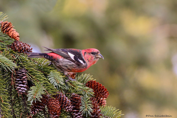White-winged Crossbill -male (Loxia leucoptera)