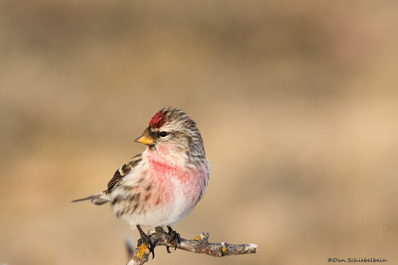 Common Redpoll (male)  (Acanthis flammea)