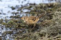 American Pipit (Anthus rubescens) - feeding