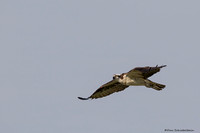 Osprey  (Pandion halietus)