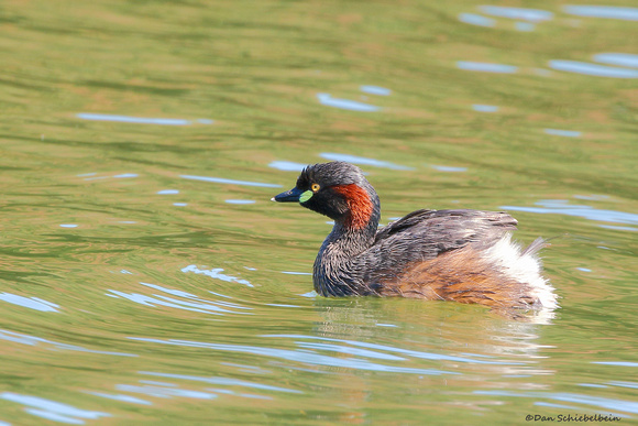 Australasian Grebe (Tachybabtus novaehollandiae)