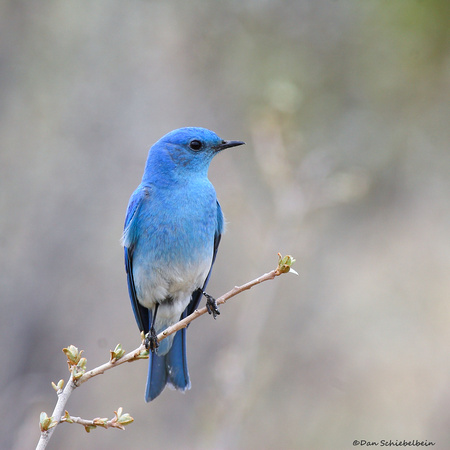 Mountain Bluebird  (Sialia currucoides)