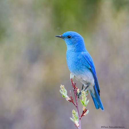Mountain Bluebird  (Sialia currucoides)
