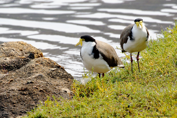 Masked Lapwing (Vanellus miles)