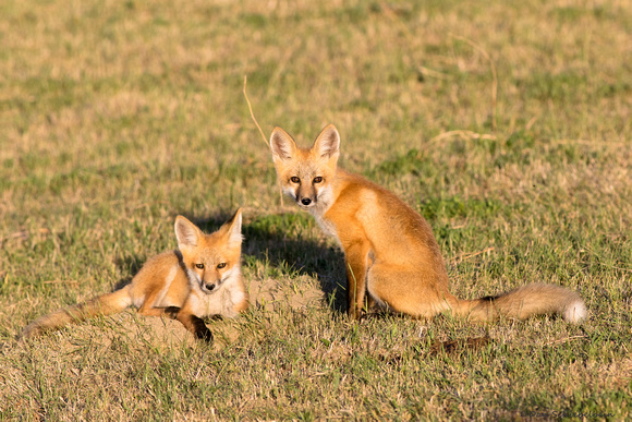 Red Fox (pups)  (Volpes volpes)