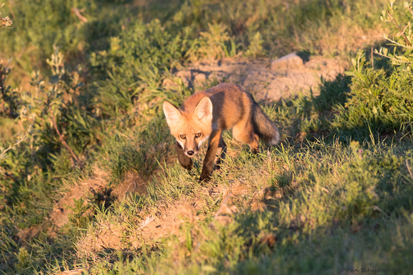 Red Fox (pup)  (Vulpes vulpes)