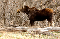 Moose (female -"cow")  (Alces alces)