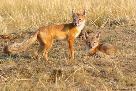 Swift Fox  (Vulpes velox)